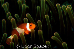 Nemo by Libor Spacek 
